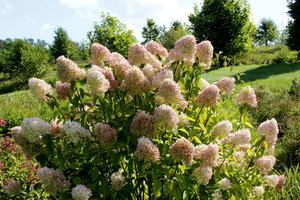 Hydrangea paniculata 'Limelight'