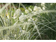 Hydrangea paniculata 'Limelight' z uroczym miskantem 'Variegatus'