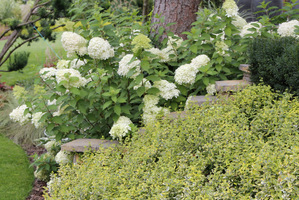 Hydrangea paniculata 'Limelight' i Euonymus fortunei 'Emerald'n Gold'