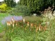 I znowu rośliny w beżowej i pomarańczowej tonacji w starej części ogrodów (Kniphofia)