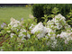 Hydrangea paniculata 'Vanille Fraise'