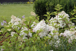 Hydrangea paniculata 'Vanille Fraise'