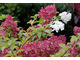 Hydrangea paniculata 'Vanille Fraise'