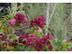 Hydrangea paniculata 'Vanille Fraise' z brzozą pożyteczną i miskantem 'Morning Light'