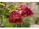 Hydrangea paniculata 'Vanille Fraise'