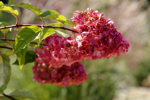 Hydrangea paniculata 'Vanille Fraise'