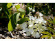 Hydrangea paniculata 'White Moth'