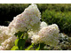 Hydrangea paniculata 'Grandiflora'