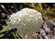 Hydrangea paniculata 'Bobo'