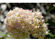 Hydrangea paniculata 'Bobo'