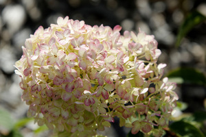 Hydrangea paniculata 'Bobo'