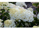 Hydrangea paniculata 'Silver Dollar'