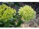 Hydrangea paniculata LITTLE LIME 'Jane'