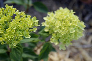 Hydrangea paniculata LITTLE LIME 'Jane'