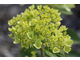 Hydrangea paniculata LITTLE LIME 'Jane'