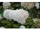 Hydrangea paniculata MAGICAL MOONLIGHT 'KolMagiMo'