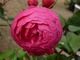I na osłodzenie klimatu - Rosa floribunda "Pomponella" - bidulka jeszcze przetrwała