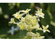 Hydrangea paniculata GREAT STAR 'Le Vasterival'