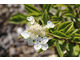 Hydrangea paniculata PRIM WHITE 'Dolprim'