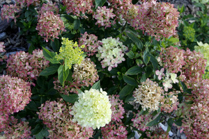 Hydrangea paniculata LITTLE LIME 'Jane'