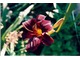 Moja czarna kolekcja na tarasie w starym ogrodzie - Hemerocallis (liliowiec)