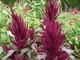 Amaranthus pięknie wygląda na tej rabacie