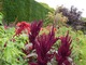 Amaranthus w towarzystwie innych kwiatów. W tle Prunus cerasifera "Nigra"