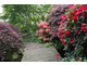 Ogród w stylu japońskim z roślinami kwitnącymi na czerwono (Holandia)