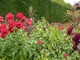 Róże, amaranty, szałwie, dalie i czerwonolistne kordyliny australijskie, wszystko kwitnie na czerwono albo ma takie liście