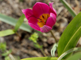 Tulipan