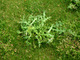 Opryskujemy chwasty dwuliścienne wyrastające w trawniku