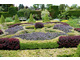 Skomplikowany ogród węzłowy z kolorowych ziół, bylin, okolony bukszpanem