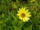 Żółte kwiaty Heliopsis