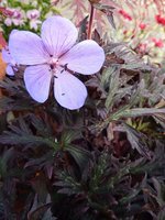 Geranium o czarnych liściach