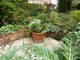 The Mapple Garden - rośliny rosną na podwyższonych rabatach uzyskanych dzięki murkom z czerwonej cegły