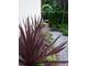 Cordyline australis "Purpurea"