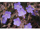 Bodziszek - Geranium pratense 'Midnight Reiter'