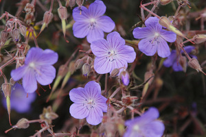 Bodziszek - Geranium pratense 'Midnight Reiter'