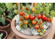 Duża donica na pomidory ozdobiona porostami