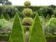 Centrum Dutch Garden - ozdobny Ilex na środku i bukszpanowe topiary