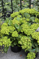 Hydrangea macrophylla  'Schloss Wackerbarth' SAXON ®