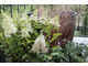 Hortensja bukietowa  - Hydrangea paniculata 'Candelight'