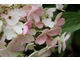Hortensja bukietowa  - Hydrangea paniculata 'Candelight'. Jej kwiaty już różowieją