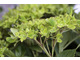 Hydrangea macrophylla  'Schloss Wackerbarth' SAXON ®. Podobno jedna z najbardziej kolorowych hortensji