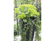 Hydrangea macrophylla  'Schloss Wackerbarth' SAXON ®