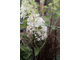 Hortensja bukietowa  - Hydrangea paniculata 'Candelight'