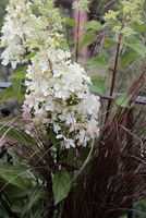 Hortensja bukietowa  - Hydrangea paniculata 'Candelight'