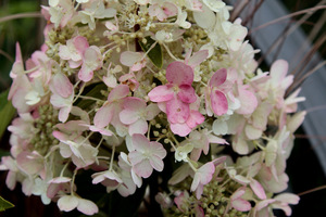 Hortensja bukietowa  - Hydrangea paniculata 'Candelight'