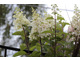 Hortensja bukietowa  - Hydrangea paniculata 'Candelight'