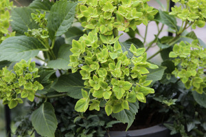 Hydrangea macrophylla  'Schloss Wackerbarth' SAXON ®